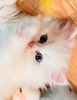 TRAUMHAFT SCHÖNER SCHNEEWEISSER REINRASSIGER BLH - KATER MIT AZURBLAUEN AUGEN MIT BEGEHRTEM ODD EYE GEN - Oranienburg