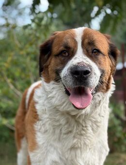 Ruslan - sucht souveräne Menschen! - Köln