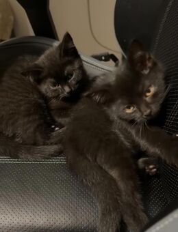 2 BKH Kitten abzugeben - Hannover