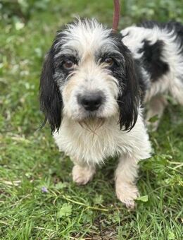 Dackel-Terrier-Mischling SHEP 😍 - Mylau