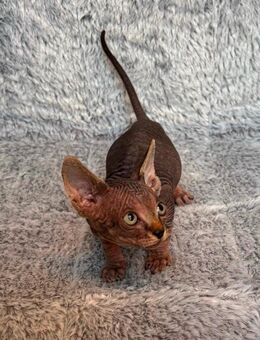 2 Sphynx Kitten mit Schnurhaaren - Lübbecke