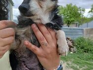 Luisa Gnadenplatz gesucht Alb - Ludwigshafen (Rhein)