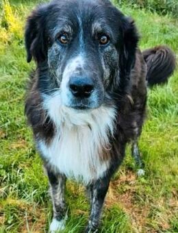 Lustiger Raicu sucht seine Familie - Großefehn