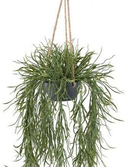 Kunstpflanze Hängepflanze Rhipsalis, Creativ green, Höhe 60 cm, in grauem Hängetopf