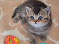 Bkh Kitten - Hörstel