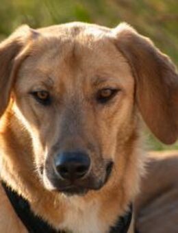 Mahina Sanfte Seele, blonde Schönheit - München