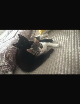 Zwei junge Kater-Geschwister suchen liebevolles Zuhause (4 Monate alt) - Schongau