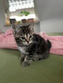 Babykatze 🐾 in 46236