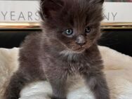 Reinrassige Maine Coon XXL Kitten in Blue-Solide, Black - Smog mit Stammbaum. - Bielefeld