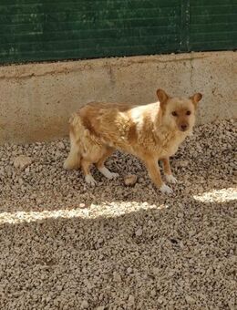 sehr ängstliche Lija sucht ein Zuhause - Margetshöchheim