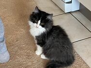 Maine coon mix kitten - Taufkirchen (Landkreis Mühldorf (Inn))