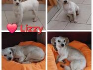 Lizzy - sucht Ihr Zuhause - Willich