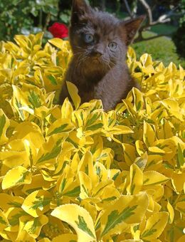 2 bezauberne Katzenbabys Bkh Mix - Uplengen