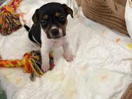 Jack russel Terrier x zwergpinscher mix - Nierstein