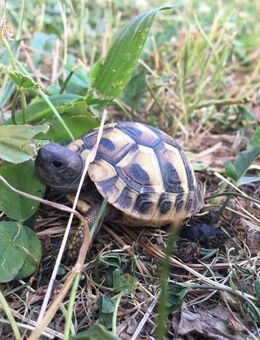 Schildkröten, Maurische und Griechen - Tönning Zentrum