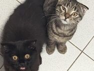 2 kleine Kater suchen ein neues Zuhause - Hamburg