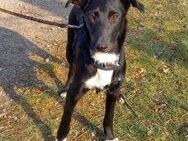 Border Collie - Windhund Mix Junghündin "Irma" sucht ein Zuhause - Rethem (Aller) Zentrum