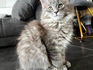 Süße Maine Coon Mix Kitten - Helsa