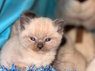 Birma&BKH Mix kitten/ Baby - Mönchengladbach