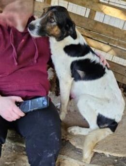 Pupa - Rieden (Rheinland-Pfalz)