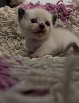 Unsere kleinen Herzensbrecher Kitten - Mönchengladbach