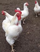 10 Bruteier reinr. White Rock aus Hobbyzucht abzugeben. in 91578