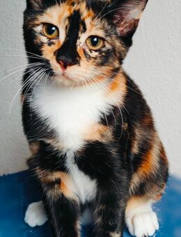 Maine-Coon(3/4)/BKH(1/4)-Mix-Kitten-Mädchen sucht liebevolles Zuhause - Bellheim