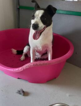 Bezaubernde ROSALIE sucht Familie - Neuberg