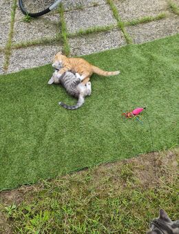 2 Lebhafte Maikätzchen, Kater + Katze in Liebevolle Hände abzugeben. Jeweils 50€ - Lemwerder