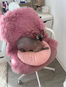 SPHYNX - Brüder zu verkaufen ( Nacktkatzen ) - Neustadt (Hessen)