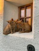 Katzenbabies 12 Wochen alt in 83115
