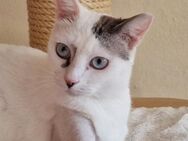 Pinky eine blauäugige Schönheit - Garbsen