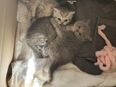 Britisch Langhaar Babykatzen ab 10. Juli in liebevolle Hände zu vergeben in 22047