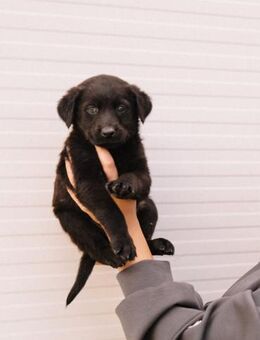 Herz aus Gold- Toph - Ellerbek