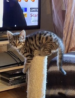 Süsse Katze abzugeben - Neu Wulmstorf