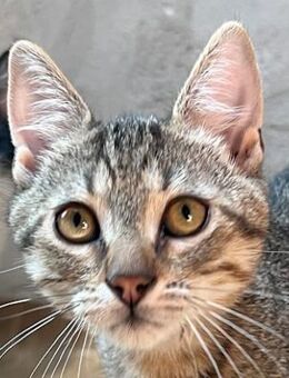 Morris - drei auf einen Streich - Süderbrarup