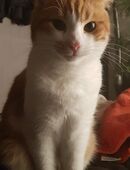 Katzen zu verkaufen in 74912