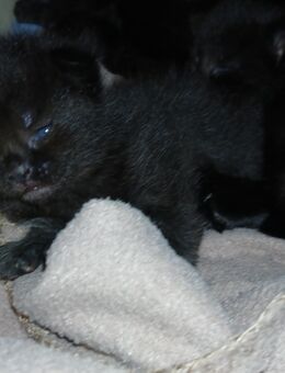 5 xxl maine coon mix kitten schwarz grau Teddybärchen - Bad Kissingen