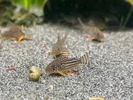 Corydoras julii zur Abgabe - Hannover