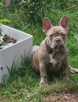 Nur noch 1 Französische Bulldoggen Männchen sucht sein Kuschelpersonal - Bad Brückenau
