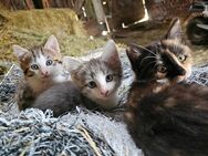 3 Handzahme kitten suchen neues Zuhause - Kirchheim (Teck)