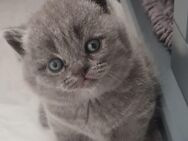 BKH Kitten !! - Stockach