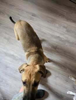 Hunde zu Verkaufen - Schwarzenbach (Saale)