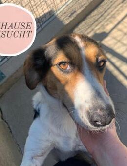 SAVA sucht ihre Familie❤️ - Saarbrücken