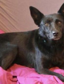 Vany 47 cm ca 5 Jahre - Finning