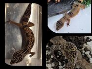 Leopardgecko MsBn het Eclipse mit Bn Eclipse Zuchtgruppe - Montabaur