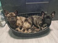 Französische Bulldoggen - Altentreptow
