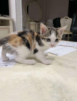 Katzen Babys/Kitten - Minden (Nordrhein-Westfalen)