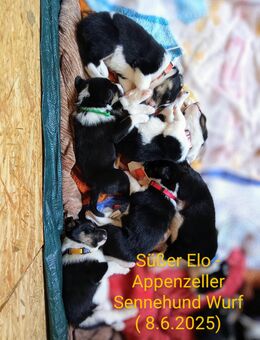 Elo - Appenzeller Sennehund Welpen 8.6.2025 - Bad Wurzach