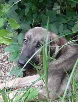 Daria - Mönchengladbach